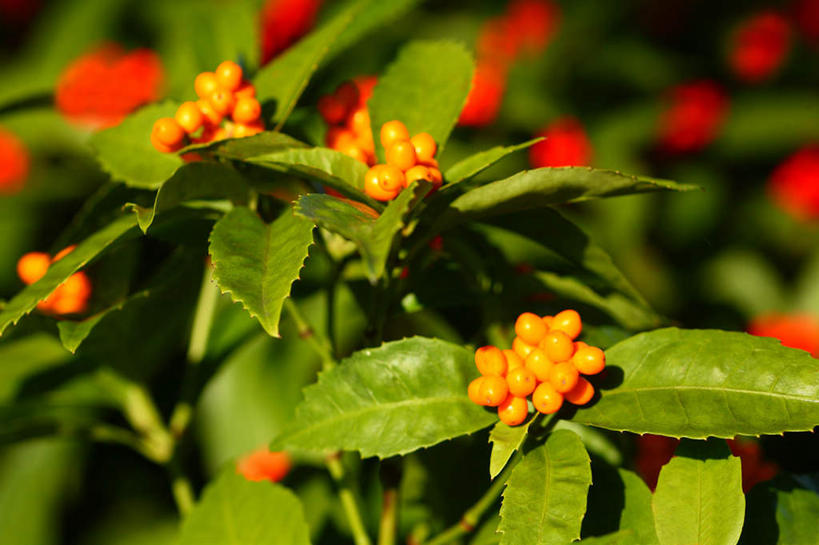 无人,横图,俯视,室外,特写,白天,旅游,度假,美景,植物,叶子,日本,亚洲,许多,阴影,朦胧,模糊,光线,影子,景观,绿叶,草药,药草,娱乐,中药,红色,绿色,阳光,自然,享受,休闲,嫩叶,景色,放松,自然风光,药材,中草药,东亚,接骨木,中药材,本草,本州,关东地方,本州岛,日本国,崎玉,崎玉县,草珊瑚,接骨金粟兰,九节茶,九节风,九节花,肿节风,竹节茶,叶,叶片,叶脉,彩图,高角度拍摄