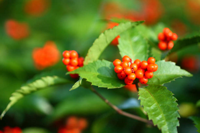 无人,横图,俯视,室外,特写,白天,旅游,度假,美景,植物,叶子,日本,亚洲,许多,阴影,朦胧,模糊,光线,影子,景观,绿叶,草药,药草,娱乐,中药,红色,绿色,阳光,自然,享受,休闲,嫩叶,景色,放松,自然风光,药材,中草药,东亚,接骨木,中药材,本草,本州,关东地方,本州岛,日本国,崎玉,崎玉县,草珊瑚,接骨金粟兰,九节茶,九节风,九节花,肿节风,竹节茶,叶,叶片,叶脉,彩图,高角度拍摄