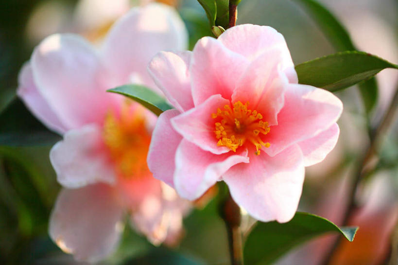 无人,横图,俯视,室外,特写,白天,旅游,度假,花海,花圃,美景,植物,山茶花,叶子,日本,亚洲,许多,阴影,朦胧,模糊,盛开,光线,影子,景观,花蕾,娱乐,花,花瓣,花朵,花卉,鲜花,粉色,绿色,自然,花丛,花束,花田,花苞,花蕊,享受,休闲,景色,放松,自然风光,东亚,本州,关东地方,本州岛,日本国,玉茗花,耐冬,崎玉,崎玉县,海石榴,茶花,彩图,高角度拍摄