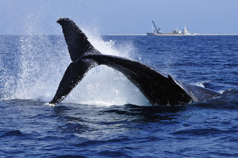 海鲜,无人,横图,室外,白天,侧面,旅游,度假,海浪,海洋,美景,水,轮船,船,哺乳动物,鲸鱼,日本,亚洲,一艘,一条,飞溅,溅,液体,景观,浪花,水滴,水平线,辽阔,海平线,娱乐,冲绳,水产,海洋生物,水珠,蓝色,蓝天,天空,自然,海水,交通工具,天,享受,休闲,广阔,景色,放松,鲸,座头鲸,一望无际,冲绳县,喷洒,自然风光,载具,水生动物,海产品,水生物,海景,东亚,海底动物,琉球群岛,日本国,九州地方,鲸类,大翅鲸,巨臂鲸,锯臂鲸,驼背鲸,甩尾,无边无际,一马平川,大海,风浪,海,海水的波动,近岸浪,涌浪,半身,彩图,水天相接,水天一线