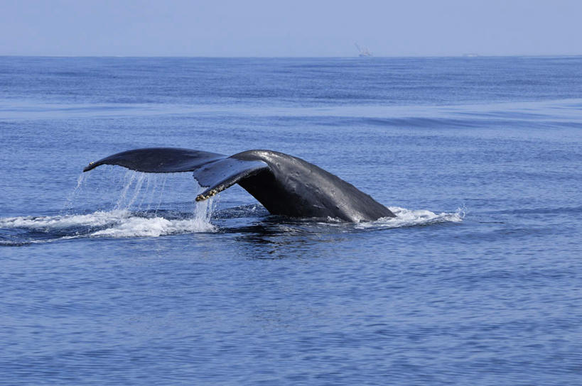 海鲜,无人,横图,室外,白天,侧面,旅游,度假,海浪,海洋,美景,水,哺乳动物,鲸鱼,日本,亚洲,一条,飞溅,溅,液体,景观,浪花,水滴,水平线,辽阔,海平线,娱乐,冲绳,水产,海洋生物,水珠,蓝色,蓝天,天空,自然,海水,天,享受,休闲,广阔,景色,放松,鲸,座头鲸,一望无际,冲绳县,喷洒,自然风光,水生动物,海产品,水生物,海景,东亚,海底动物,琉球群岛,日本国,九州地方,鲸类,大翅鲸,巨臂鲸,锯臂鲸,驼背鲸,甩尾,无边无际,一马平川,大海,风浪,海,海水的波动,近岸浪,涌浪,半身,彩图,水天相接,水天一线
