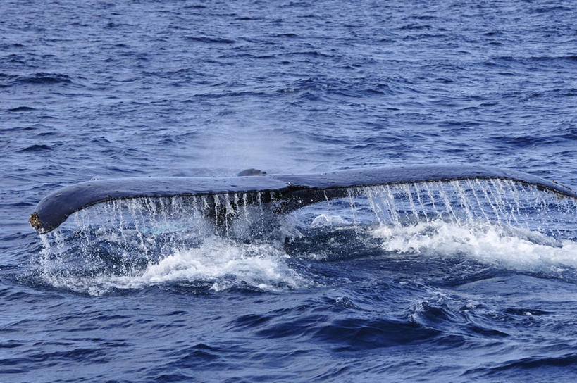 海鲜,无人,横图,俯视,室外,白天,旅游,度假,海浪,海洋,美景,水,哺乳动物,鲸鱼,日本,亚洲,一条,飞溅,溅,液体,景观,浪花,水滴,水平线,辽阔,海平线,娱乐,冲绳,水产,海洋生物,水珠,蓝色,蓝天,天空,自然,海水,天,享受,休闲,广阔,景色,放松,鲸,座头鲸,一望无际,冲绳县,喷洒,自然风光,水生动物,海产品,水生物,海景,东亚,海底动物,琉球群岛,日本国,九州地方,鲸类,大翅鲸,巨臂鲸,锯臂鲸,驼背鲸,甩尾,无边无际,一马平川,大海,风浪,海,海水的波动,近岸浪,涌浪,半身,彩图,高角度拍摄,水天相接,水天一线