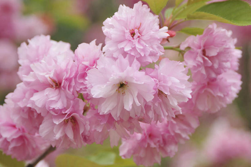 无人,横图,室内,特写,白天,正面,旅游,度假,美景,樱花,大分县,日本,亚洲,许多,阴影,朦胧,模糊,盛开,光线,影子,景观,花蕾,娱乐,花,花瓣,花朵,鲜花,粉色,自然,花苞,花蕊,享受,休闲,景色,放松,自然风光,东亚,日本国,九州本岛,九州,九州岛,九州地方,仙樱花,福岛樱,青肤樱,大分,荆桃,彩图