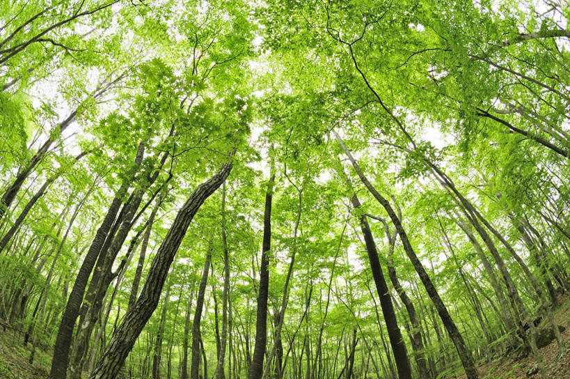 无人,横图,室外,白天,广角镜头,鱼眼镜头,仰视,旅游,度假,美景,植物,叶子,大分县,日本,亚洲,许多,阴影,光线,影子,景观,绿叶,娱乐,树,树木,绿色,阳光,自然,享受,休闲,嫩叶,景色,放松,生长,成长,自然风光,东亚,山毛榉,日本国,九州本岛,九州,九州岛,九州地方,大分,麻栎金刚,山毛榉树,叶,叶片,彩图,低角度拍摄