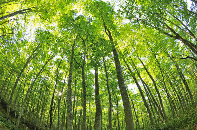 无人,横图,室外,白天,广角镜头,鱼眼镜头,仰视,旅游,度假,美景,树林,植物,叶子,日本,亚洲,许多,阴影,光线,影子,景观,泥土,土壤,绿叶,娱乐,树,树木,绿色,阳光,自然,享受,休闲,嫩叶,景色,放松,生长,成长,自然风光,东亚,山毛榉,本州,本州岛,日本国,中国地方,麻栎金刚,山毛榉树,鸟取,鸟取县,叶,叶片,彩图,低角度拍摄