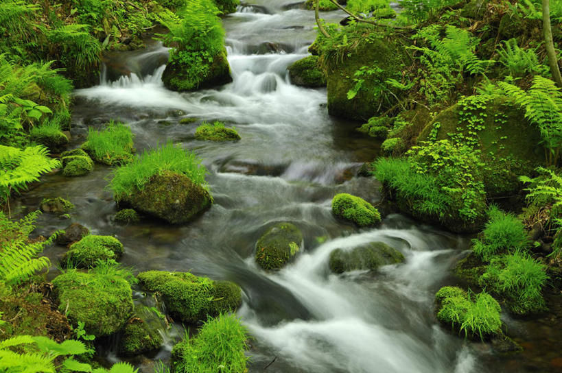 无人,横图,俯视,室外,白天,长时间曝光,旅游,度假,河流,石头,美景,树林,水,植物,叶子,日本,亚洲,阴影,朦胧,模糊,光线,石子,影子,河水,景观,水流,绿叶,苔藓,娱乐,树,树木,绿色,小溪,自然,溪水,享受,休闲,嫩叶,景色,放松,生长,成长,自然风光,曝光,东亚,本州,本州岛,日本国,中国地方,鸟取,鸟取县,暴光,叶,叶片,石块,岩石,彩图,高角度拍摄