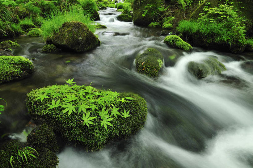 无人,横图,俯视,室外,白天,长时间曝光,旅游,度假,河流,石头,美景,水,植物,叶子,日本,亚洲,阴影,朦胧,模糊,光线,石子,影子,河水,景观,水流,绿叶,苔藓,娱乐,绿色,小溪,自然,溪水,享受,休闲,嫩叶,景色,放松,生长,成长,自然风光,曝光,东亚,本州,本州岛,日本国,中国地方,鸟取,鸟取县,暴光,叶,叶片,石块,岩石,彩图,高角度拍摄