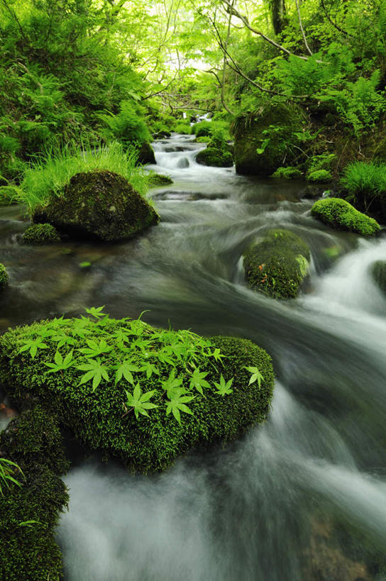 无人,竖图,俯视,室外,白天,长时间曝光,旅游,度假,河流,石头,美景,树林,水,植物,叶子,日本,亚洲,阴影,朦胧,模糊,光线,石子,影子,河水,景观,水流,绿叶,苔藓,娱乐,树,树木,绿色,小溪,自然,溪水,享受,休闲,嫩叶,景色,放松,生长,成长,自然风光,曝光,东亚,本州,本州岛,日本国,中国地方,鸟取,鸟取县,暴光,叶,叶片,石块,岩石,彩图,高角度拍摄