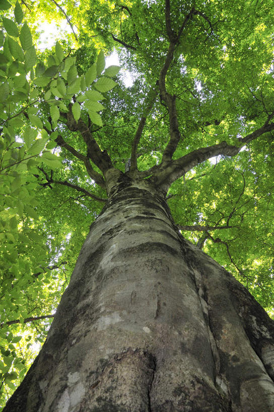 无人,竖图,室外,白天,仰视,旅游,度假,美景,叶子,日本,亚洲,阴影,光线,影子,景观,绿叶,雪松,娱乐,树干,树枝,阳光,自然,享受,休闲,嫩叶,景色,放松,自然风光,东亚,本州,本州岛,日本国,中国地方,一株,鸟取,鸟取县,叶,叶片,彩图,低角度拍摄