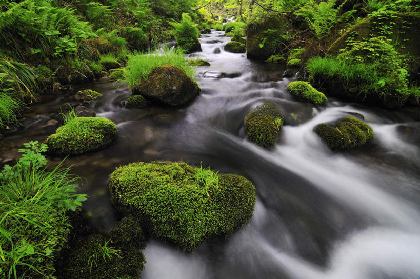 无人,横图,俯视,室外,白天,长时间曝光,旅游,度假,河流,石头,美景,水,植物,叶子,日本,亚洲,阴影,朦胧,模糊,光线,石子,影子,河水,景观,水流,绿叶,苔藓,娱乐,绿色,小溪,自然,溪水,享受,休闲,嫩叶,景色,放松,生长,成长,自然风光,曝光,东亚,本州,本州岛,日本国,中国地方,鸟取,鸟取县,暴光,叶,叶片,石块,岩石,彩图,高角度拍摄