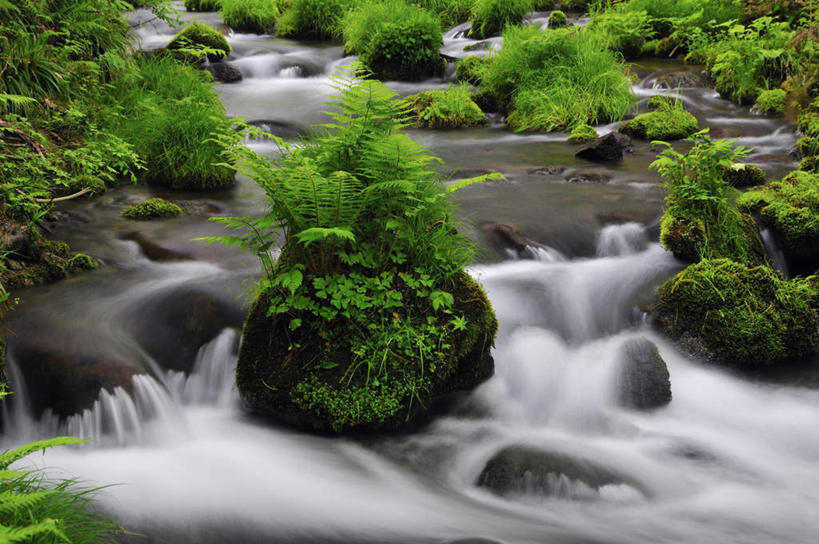 无人,横图,俯视,室外,白天,长时间曝光,旅游,度假,河流,石头,美景,水,植物,叶子,日本,亚洲,阴影,朦胧,模糊,光线,石子,影子,河水,景观,水流,绿叶,苔藓,娱乐,绿色,小溪,自然,溪水,享受,休闲,嫩叶,景色,放松,生长,成长,自然风光,曝光,东亚,本州,本州岛,日本国,中国地方,鸟取,鸟取县,暴光,叶,叶片,石块,岩石,彩图,高角度拍摄