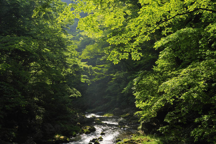 无人,横图,室外,白天,正面,旅游,度假,河流,美景,水,植物,广岛县,日本,亚洲,阴影,光线,影子,河水,景观,水流,娱乐,树,树木,绿色,小溪,阳光,自然,溪水,享受,休闲,景色,放松,流动,生长,成长,自然风光,流淌,东亚,本州,本州岛,日本国,広岛,中国地方,帝释峡,彩图