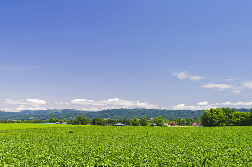 无人,家,农田,横图,室外,白天,正面,旅游,度假,庄稼,农作物,美景,山,山脉,植物,道路,路,北海道,日本,亚洲,阴影,光线,影子,房屋,屋子,景观,山峰,云,云朵,小路,交通,山峦,云彩,娱乐,楼房,住宅,树,树木,蓝色,绿色,白云,蓝天,天空,阳光,自然,群山,天,享受,休闲,景色,放松,乡间小路,生长,晴朗,成长,自然风光,东亚,日本国,北海道地方,北海道岛,晴空,彩图,耕地,庄稼田,房子