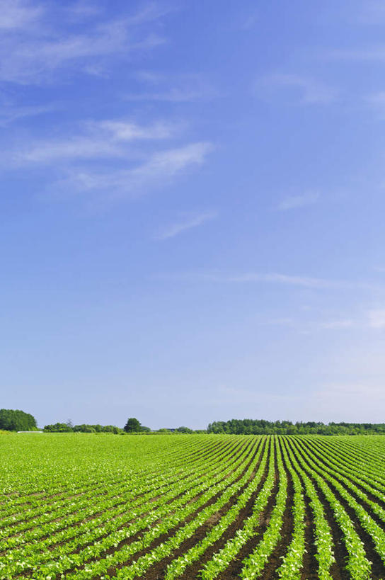 无人,家,农田,竖图,室外,白天,正面,旅游,度假,庄稼,农作物,美景,山,山脉,植物,道路,路,北海道,日本,亚洲,一排,许多,阴影,整齐,光线,影子,房屋,屋子,地平线,景观,山峰,云,云朵,小路,辽阔,地面,交通,山峦,云彩,娱乐,楼房,住宅,树,树木,排列,蓝色,绿色,白云,蓝天,天空,阳光,自然,群山,天,享受,休闲,广阔,景色,放松,乡间小路,生长,晴朗,成长,一望无际,队列,自然风光,延伸,东亚,日本国,天地相交,北海道地方,北海道岛,无边无际,一马平川,晴空,彩图,耕地,庄稼田,房子