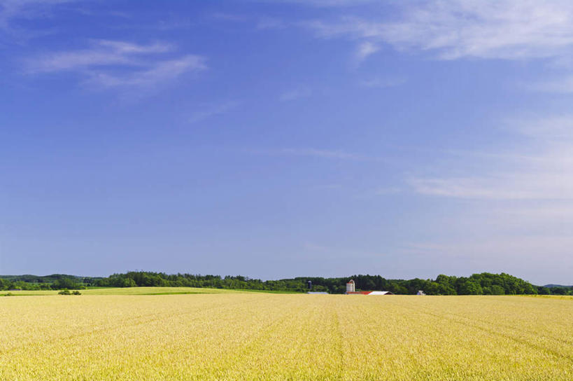 无人,菜园,农田,横图,室外,白天,正面,旅游,度假,庄稼,农作物,小麦,草地,草坪,美景,田园,植物,北海道,日本,亚洲,阴影,光线,暖棚,影子,地平线,景观,云,云朵,辽阔,谷物,地面,云彩,娱乐,草,树,树木,蓝色,绿色,白云,蓝天,天空,阳光,自然,天,享受,休闲,广阔,稻谷,稻子,景色,放松,麦子,生长,晴朗,成长,一望无际,自然风光,延伸,东亚,菜棚,田庄,日本国,天地相交,北海道地方,北海道岛,无边无际,一马平川,晴空,彩图,耕地,庄稼田