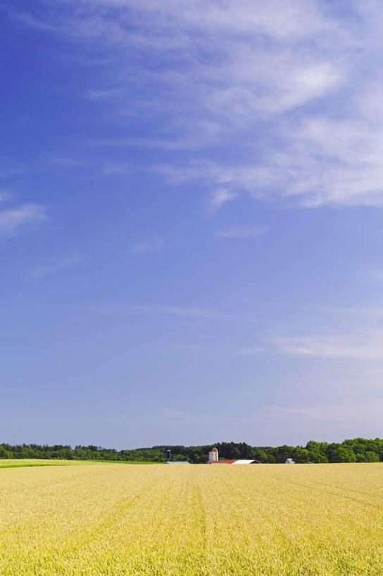 无人,菜园,农田,竖图,室外,白天,正面,旅游,度假,庄稼,农作物,小麦,草地,草坪,美景,田园,植物,北海道,日本,亚洲,阴影,光线,影子,地平线,景观,云,云朵,辽阔,谷物,地面,云彩,娱乐,草,树,树木,蓝色,绿色,白云,蓝天,天空,阳光,自然,天,享受,休闲,广阔,稻谷,稻子,景色,放松,麦子,生长,晴朗,成长,一望无际,自然风光,延伸,东亚,田庄,日本国,天地相交,北海道地方,北海道岛,无边无际,一马平川,晴空,彩图,耕地,庄稼田