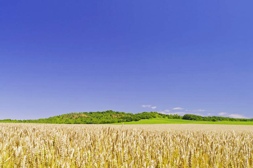 无人,农田,横图,室外,白天,正面,旅游,度假,庄稼,农作物,小麦,草地,草坪,美景,植物,北海道,日本,亚洲,阴影,光线,影子,地平线,景观,云,云朵,辽阔,谷物,地面,云彩,娱乐,草,树,树木,蓝色,绿色,白云,蓝天,天空,阳光,自然,天,享受,休闲,广阔,稻谷,稻子,景色,放松,麦子,生长,晴朗,成长,一望无际,自然风光,延伸,东亚,日本国,天地相交,北海道地方,北海道岛,无边无际,一马平川,晴空,彩图,耕地,庄稼田