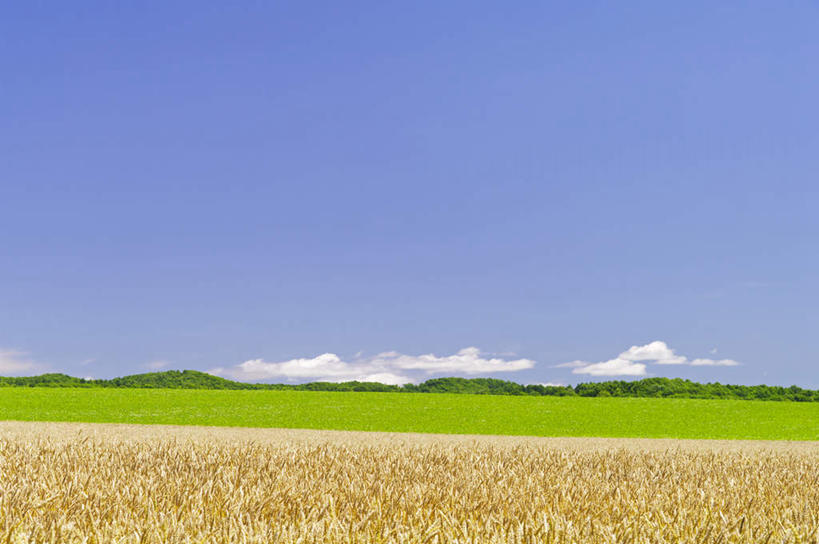 无人,农田,横图,室外,白天,正面,旅游,度假,庄稼,农作物,小麦,草地,草坪,美景,植物,北海道,日本,亚洲,阴影,光线,影子,地平线,景观,云,云朵,辽阔,谷物,地面,云彩,娱乐,草,树,树木,蓝色,绿色,白云,蓝天,天空,阳光,自然,天,享受,休闲,广阔,稻谷,稻子,景色,放松,麦子,生长,晴朗,成长,一望无际,自然风光,延伸,东亚,日本国,天地相交,北海道地方,北海道岛,无边无际,一马平川,晴空,彩图,耕地,庄稼田