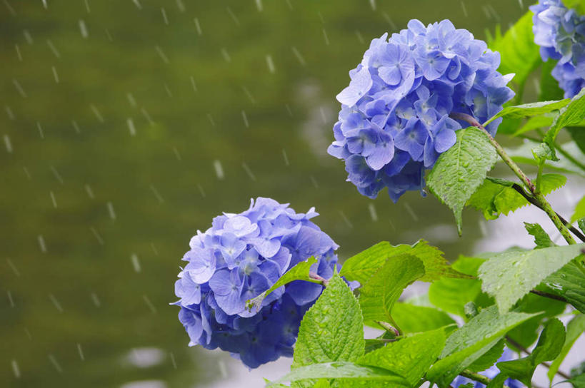 无人,横图,室外,特写,白天,正面,旅游,度假,骄傲,花海,花圃,美景,雨,植物,暴雨,大雨,八仙花,叶子,北海道,日本,亚洲,许多,朦胧,模糊,盛开,景观,花蕾,娱乐,花,花瓣,花朵,花卉,鲜花,绿色,紫色,自然,花丛,花束,花田,花苞,花蕊,绣球花,享受,休闲,景色,放松,细雨,紫阳花,洋绣球,自然风光,东亚,札幌,日本国,草绣球,斗球,北海道地方,北海道岛,七变化,粉团花,县厅,善变,小雨,彩图,札幌市