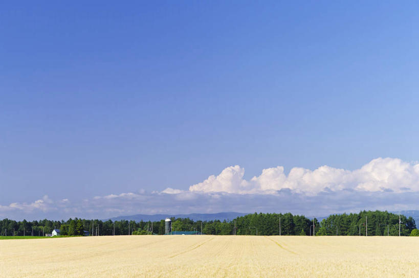 无人,农田,栏杆,横图,室外,白天,正面,旅游,度假,庄稼,农作物,小麦,美景,植物,北海道,日本,亚洲,许多,阴影,光线,影子,地平线,景观,云,云朵,围栏,辽阔,谷物,地面,云彩,娱乐,护栏,树,树木,黄色,蓝色,绿色,白云,蓝天,天空,阳光,自然,天,享受,休闲,广阔,稻谷,稻子,景色,放松,麦子,生长,晴朗,成长,一望无际,自然风光,延伸,东亚,日本国,天地相交,北海道地方,北海道岛,无边无际,一马平川,晴空,彩图,耕地,庄稼田