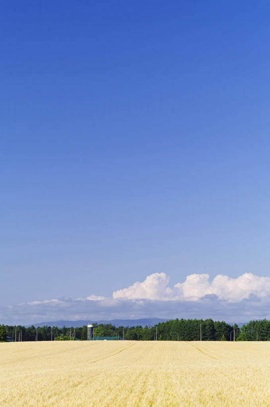 无人,农田,栏杆,竖图,室外,白天,正面,旅游,度假,庄稼,农作物,小麦,美景,植物,北海道,日本,亚洲,许多,阴影,光线,影子,地平线,景观,云,云朵,围栏,辽阔,谷物,地面,云彩,娱乐,护栏,树,树木,黄色,蓝色,绿色,白云,蓝天,天空,阳光,自然,天,享受,休闲,广阔,稻谷,稻子,景色,放松,麦子,生长,晴朗,成长,一望无际,自然风光,延伸,东亚,日本国,天地相交,北海道地方,北海道岛,无边无际,一马平川,晴空,彩图,耕地,庄稼田