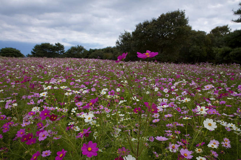 无人,横图,室外,白天,正面,旅游,度假,自由,幸福,花海,花圃,美景,植物,叶子,日本,亚洲,盛开,景观,云,云朵,波斯菊,花蕾,云彩,娱乐,花,花瓣,花朵,花卉,鲜花,树,树木,粉色,蓝色,绿色,紫色,白色,白云,蓝天,天空,自然,花丛,花束,花田,天,花苞,花蕊,清洁,享受,休闲,菊花,景色,放松,大波斯菊,生长,晴朗,成长,吉祥,自然风光,东亚,本州,茨城,茨城县,关东地方,本州岛,日本国,高洁,秋英,格桑花,秋樱,扫帚梅,八瓣梅,初恋,多情,晴空,彩图,时光
