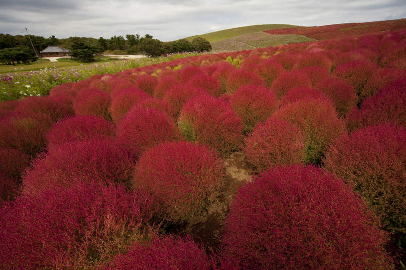 无人,横图,俯视,室外,白天,旅游,度假,花海,花圃,美景,植物,叶子,日本,亚洲,许多,盛开,景观,云,云朵,花蕾,云彩,娱乐,花,花瓣,花朵,花卉,鲜花,树,树木,红色,蓝色,绿色,白云,蓝天,天空,自然,花丛,花束,花田,天,花苞,花蕊,享受,休闲,景色,放松,生长,晴朗,成长,自然风光,东亚,本州,茨城,茨城县,关东地方,本州岛,日本国,地肤,地麦,扫帚菜,扫帚苗,晴空,彩图,高角度拍摄