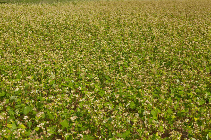 无人,农田,横图,俯视,室外,白天,旅游,度假,庄稼,农作物,美景,植物,日本,亚洲,许多,景观,云,云朵,荞麦,云彩,娱乐,树,树木,绿色,白云,自然,享受,休闲,景色,放松,生长,晴朗,成长,自然风光,东亚,日本国,晴空,彩图,高角度拍摄,耕地,庄稼田