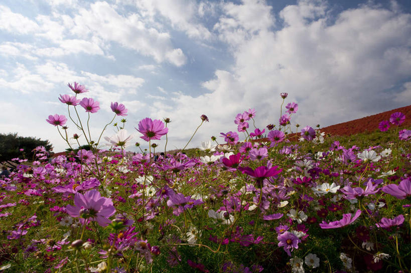 无人,横图,室外,白天,正面,旅游,度假,自由,幸福,花海,花圃,美景,植物,叶子,日本,亚洲,盛开,景观,云,云朵,波斯菊,花蕾,云彩,娱乐,花,花瓣,花朵,花卉,鲜花,树,树木,粉色,蓝色,绿色,紫色,白色,白云,蓝天,天空,自然,花丛,花束,花田,天,花苞,花蕊,清洁,享受,休闲,菊花,景色,放松,大波斯菊,生长,晴朗,成长,吉祥,自然风光,东亚,本州,茨城,茨城县,关东地方,本州岛,日本国,高洁,秋英,格桑花,秋樱,扫帚梅,八瓣梅,初恋,多情,晴空,彩图,时光