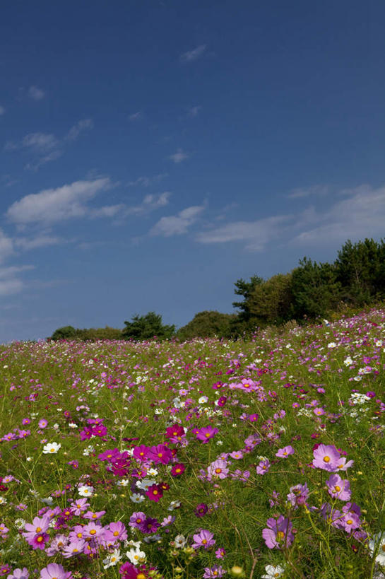 无人,竖图,俯视,室外,白天,旅游,度假,自由,幸福,花海,花圃,美景,植物,叶子,日本,亚洲,盛开,景观,云,云朵,波斯菊,花蕾,云彩,娱乐,花,花瓣,花朵,花卉,鲜花,树,树木,粉色,蓝色,绿色,紫色,白色,白云,蓝天,天空,自然,花丛,花束,花田,天,花苞,花蕊,清洁,享受,休闲,菊花,景色,放松,大波斯菊,生长,晴朗,成长,吉祥,自然风光,东亚,本州,本州岛,日本国,近畿地方,近畿,滋贺,滋贺县,高洁,秋英,格桑花,秋樱,扫帚梅,八瓣梅,初恋,多情,晴空,彩图,高角度拍摄,时光