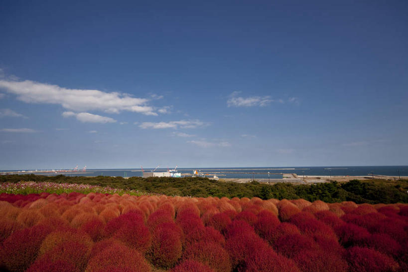 无人,横图,俯视,室外,白天,旅游,度假,花海,花圃,美景,植物,叶子,日本,亚洲,许多,盛开,景观,云,云朵,花蕾,云彩,娱乐,花,花瓣,花朵,花卉,鲜花,树,树木,红色,蓝色,绿色,白云,蓝天,天空,自然,花丛,花束,花田,天,花苞,花蕊,享受,休闲,景色,放松,生长,晴朗,成长,自然风光,东亚,本州,茨城,茨城县,关东地方,本州岛,日本国,地肤,地麦,扫帚菜,扫帚苗,晴空,彩图,高角度拍摄