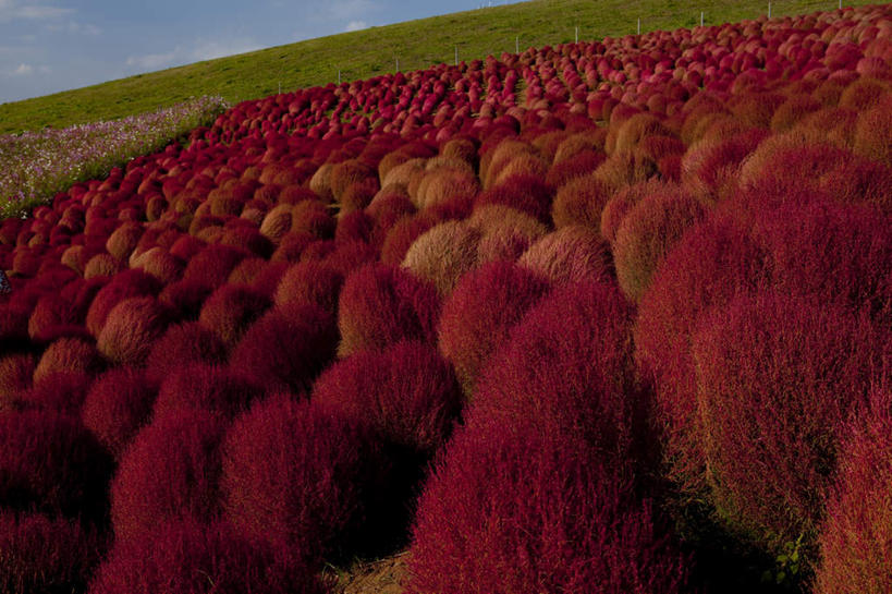 无人,横图,俯视,室外,白天,旅游,度假,花海,花圃,美景,植物,叶子,日本,亚洲,许多,阴影,盛开,光线,影子,地平线,景观,云,云朵,辽阔,地面,花蕾,云彩,娱乐,花,花瓣,花朵,花卉,鲜花,树,树木,红色,蓝色,绿色,白云,蓝天,天空,阳光,自然,花丛,花束,花田,天,花苞,花蕊,享受,休闲,广阔,景色,放松,生长,晴朗,成长,一望无际,自然风光,延伸,东亚,本州,茨城,茨城县,关东地方,本州岛,日本国,天地相交,地肤,地麦,扫帚菜,扫帚苗,无边无际,一马平川,晴空,彩图,高角度拍摄