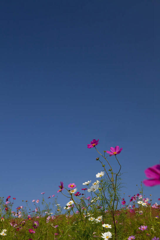 无人,竖图,室外,特写,白天,正面,旅游,度假,自由,幸福,花海,花圃,美景,植物,叶子,日本,亚洲,朦胧,模糊,盛开,景观,云,云朵,波斯菊,花蕾,云彩,娱乐,花,花瓣,花朵,花卉,鲜花,树,树木,粉色,蓝色,绿色,紫色,白色,白云,蓝天,天空,自然,花丛,花束,花田,天,花苞,花蕊,清洁,享受,休闲,菊花,景色,放松,大波斯菊,生长,晴朗,成长,吉祥,自然风光,东亚,本州,茨城,茨城县,关东地方,本州岛,日本国,高洁,秋英,格桑花,秋樱,扫帚梅,八瓣梅,初恋,多情,晴空,彩图,时光