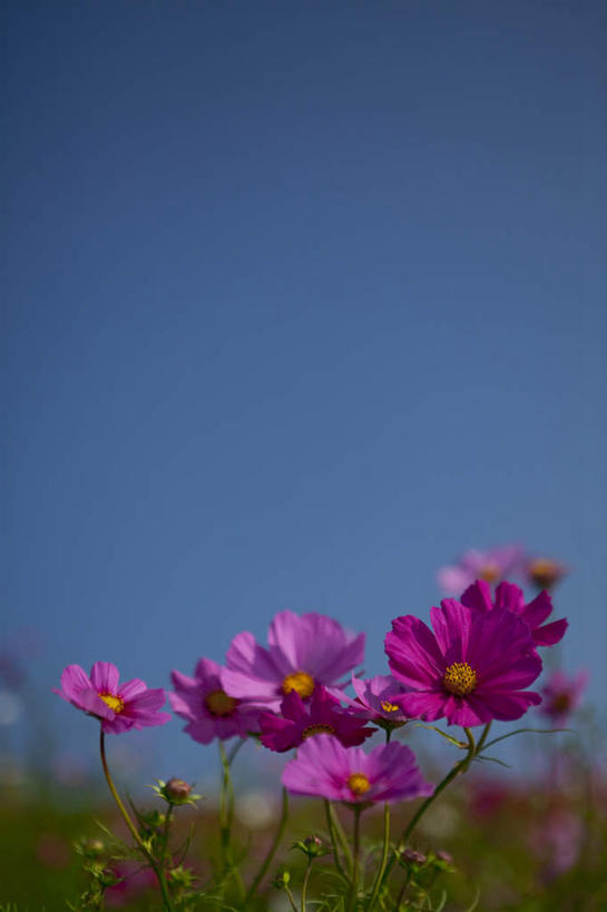 无人,竖图,室外,特写,白天,正面,旅游,度假,自由,幸福,花海,花圃,美景,植物,叶子,日本,亚洲,盛开,景观,云,云朵,波斯菊,花蕾,云彩,娱乐,花,花瓣,花朵,花卉,鲜花,树,树木,粉色,蓝色,绿色,紫色,白色,白云,蓝天,天空,自然,花丛,花束,花田,天,花苞,花蕊,清洁,享受,休闲,菊花,景色,放松,大波斯菊,生长,晴朗,成长,吉祥,自然风光,东亚,本州,茨城,茨城县,关东地方,本州岛,日本国,高洁,秋英,格桑花,秋樱,扫帚梅,八瓣梅,初恋,多情,晴空,彩图,时光