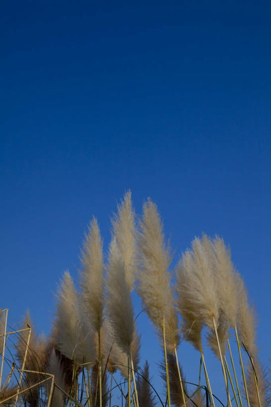 无人,竖图,室外,特写,白天,仰视,旅游,度假,花海,花圃,美景,植物,叶子,日本,亚洲,许多,盛开,景观,花蕾,蒲苇,娱乐,花,花瓣,花朵,花卉,鲜花,蓝色,绿色,白色,蓝天,天空,自然,花丛,花束,花田,天,花苞,花蕊,享受,休闲,景色,放松,晴朗,自然风光,东亚,本州,万里无云,茨城,茨城县,关东地方,本州岛,日本国,晴空,晴空万里,彩图,低角度拍摄