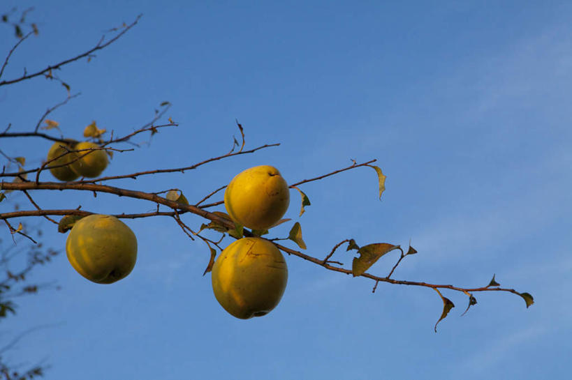 无人,横图,室外,特写,白天,仰视,旅游,度假,美景,植物,木瓜,水果,日本,亚洲,五个,许多,新鲜,景观,云,云朵,生食,食品,果实,云彩,娱乐,树,树木,树枝,食物,黄色,蓝色,绿色,白云,蓝天,天空,自然,天,享受,休闲,景色,放松,有机食品,绿色食品,生长,晴朗,成长,自然风光,东亚,本州,本州岛,日本国,中部地方,山梨,山梨县,奶匏,蓬生果,乳瓜,石瓜,万寿匏,晴空,万寿果,番木瓜,彩图,低角度拍摄