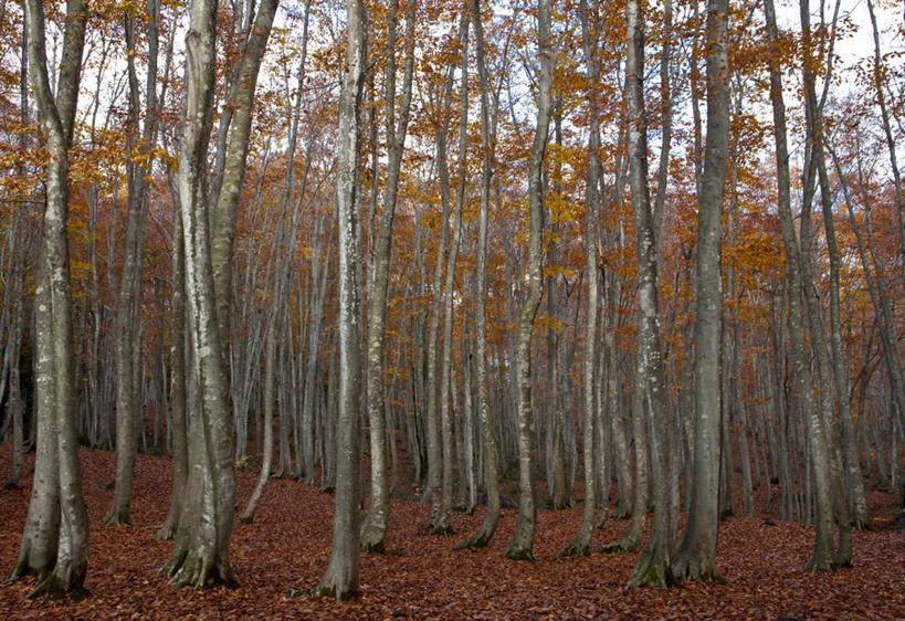 无人,横图,室外,白天,正面,旅游,度假,美景,秋季,树林,植物,叶子,日本,亚洲,景观,云,云朵,枯叶,落叶,云彩,娱乐,树,树木,蓝色,绿色,白云,蓝天,天空,自然,天,享受,休闲,景色,放松,生长,晴朗,成长,自然风光,东亚,山毛榉,本州,本州岛,日本国,中部地方,新潟,新潟县,麻栎金刚,山毛榉树,叶,叶片,晴空,秋,秋天,彩图