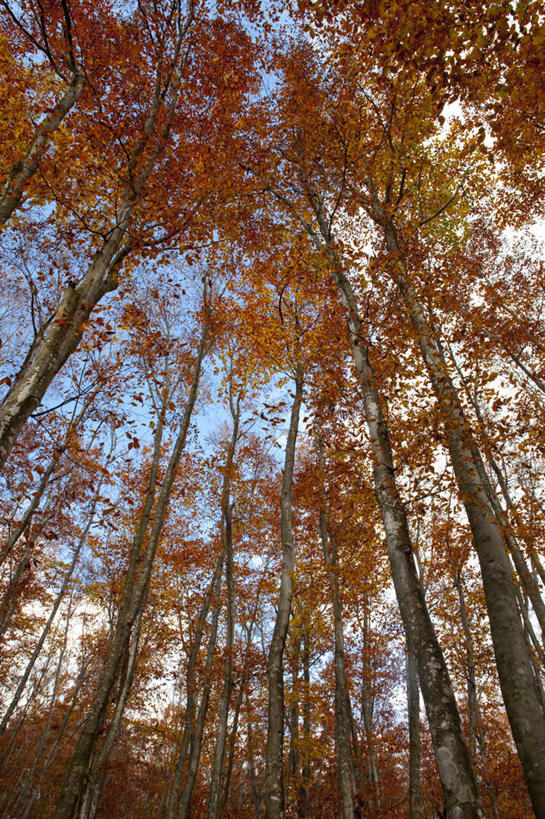 无人,竖图,室外,白天,仰视,旅游,度假,美景,秋季,树林,植物,叶子,日本,亚洲,景观,云,云朵,枯叶,落叶,云彩,娱乐,树,树木,蓝色,绿色,白云,蓝天,天空,自然,天,享受,休闲,景色,放松,生长,晴朗,成长,自然风光,东亚,山毛榉,本州,本州岛,日本国,中部地方,新潟,新潟县,麻栎金刚,山毛榉树,叶,叶片,晴空,秋,秋天,彩图,低角度拍摄