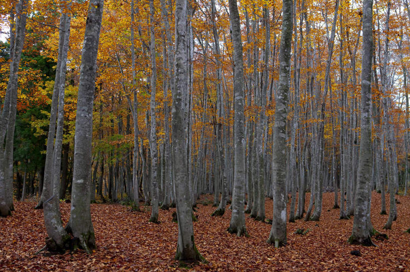 无人,横图,室外,白天,正面,旅游,度假,美景,秋季,树林,植物,叶子,日本,亚洲,景观,云,云朵,枯叶,落叶,云彩,娱乐,树,树木,蓝色,绿色,白云,蓝天,天空,自然,天,享受,休闲,景色,放松,生长,晴朗,成长,自然风光,东亚,山毛榉,本州,本州岛,日本国,中部地方,新潟,新潟县,麻栎金刚,山毛榉树,叶,叶片,晴空,秋,秋天,彩图