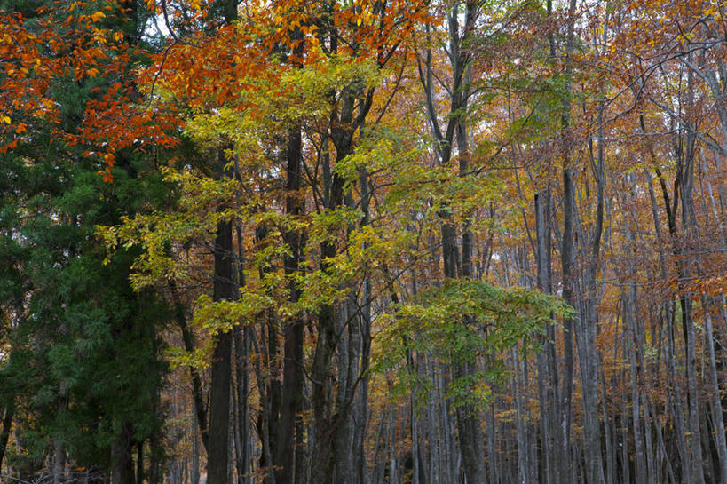 无人,横图,室外,白天,正面,旅游,度假,美景,秋季,树林,植物,叶子,日本,亚洲,景观,云,云朵,枯叶,落叶,云彩,娱乐,树,树木,蓝色,绿色,白云,蓝天,天空,自然,天,享受,休闲,景色,放松,生长,晴朗,成长,自然风光,东亚,山毛榉,本州,本州岛,日本国,中部地方,新潟,新潟县,麻栎金刚,山毛榉树,叶,叶片,晴空,秋,秋天,彩图