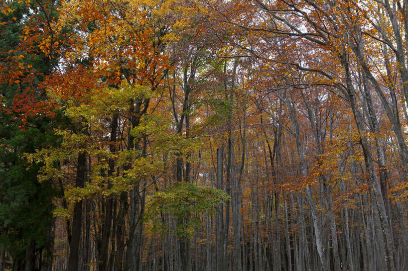 无人,横图,室外,白天,正面,旅游,度假,美景,秋季,树林,植物,叶子,日本,亚洲,景观,云,云朵,枯叶,落叶,云彩,娱乐,树,树木,蓝色,绿色,白云,蓝天,天空,自然,天,享受,休闲,景色,放松,生长,晴朗,成长,自然风光,东亚,山毛榉,本州,本州岛,日本国,中部地方,新潟,新潟县,麻栎金刚,山毛榉树,叶,叶片,晴空,秋,秋天,彩图