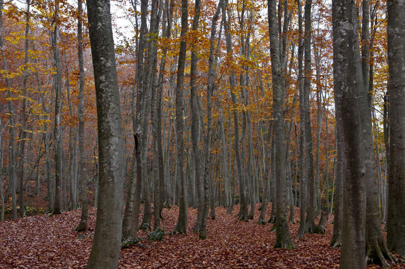无人,横图,室外,白天,正面,旅游,度假,美景,秋季,树林,植物,叶子,日本,亚洲,景观,云,云朵,枯叶,落叶,云彩,娱乐,树,树木,蓝色,绿色,白云,蓝天,天空,自然,天,享受,休闲,景色,放松,生长,晴朗,成长,自然风光,东亚,山毛榉,本州,本州岛,日本国,中部地方,新潟,新潟县,麻栎金刚,山毛榉树,叶,叶片,晴空,秋,秋天,彩图