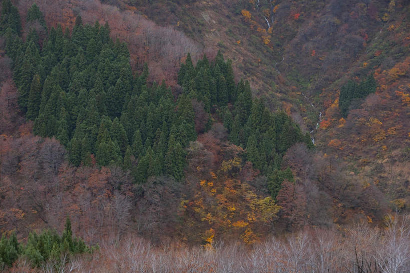 无人,横图,俯视,航拍,室外,白天,旅游,度假,美景,秋季,山,山脉,树林,植物,叶子,日本,亚洲,景观,山峰,枯叶,落叶,山峦,娱乐,树,树木,绿色,自然,群山,享受,休闲,景色,放松,生长,成长,鸟瞰,自然风光,东亚,本州,本州岛,日本国,中部地方,新潟,新潟县,叶,叶片,秋,秋天,彩图,高角度拍摄