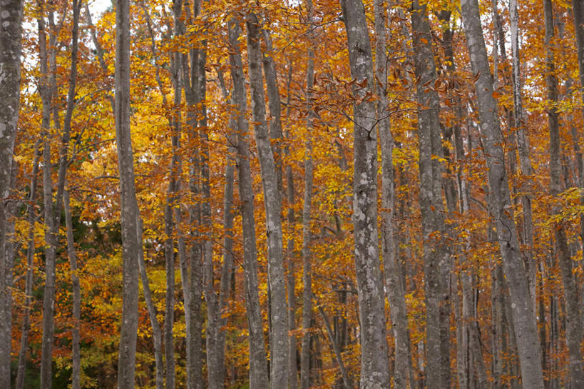 无人,横图,室外,白天,正面,旅游,度假,美景,秋季,树林,植物,叶子,日本,亚洲,许多,景观,枯叶,落叶,娱乐,树,树木,红色,蓝色,绿色,蓝天,天空,自然,天,享受,休闲,景色,放松,生长,晴朗,成长,自然风光,东亚,山毛榉,本州,万里无云,本州岛,日本国,中部地方,新潟,新潟县,麻栎金刚,山毛榉树,叶,叶片,晴空,晴空万里,秋,秋天,彩图