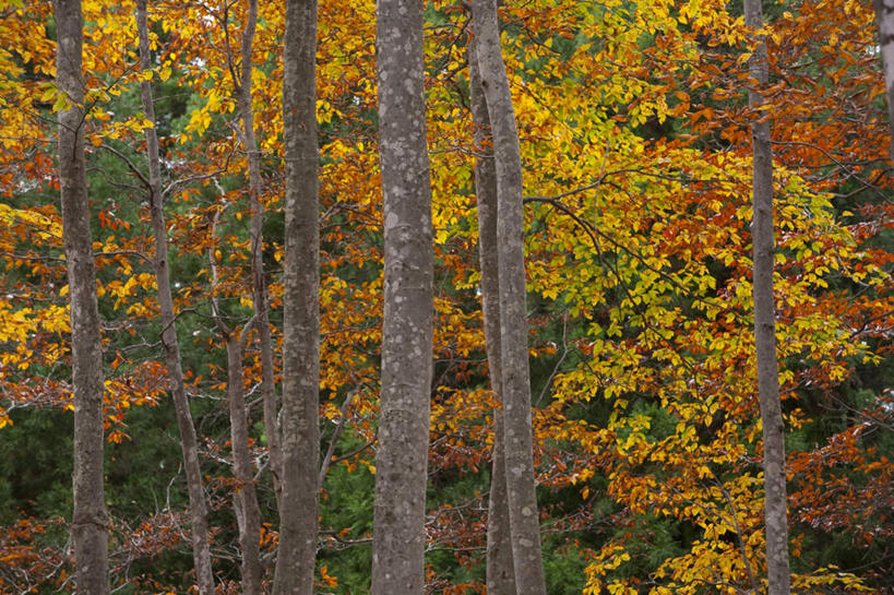 无人,横图,室外,白天,正面,旅游,度假,美景,秋季,树林,植物,叶子,日本,亚洲,许多,景观,枯叶,落叶,娱乐,树,树木,红色,绿色,自然,享受,休闲,景色,放松,生长,成长,自然风光,东亚,山毛榉,本州,本州岛,日本国,中部地方,新潟,新潟县,麻栎金刚,山毛榉树,叶,叶片,秋,秋天,彩图