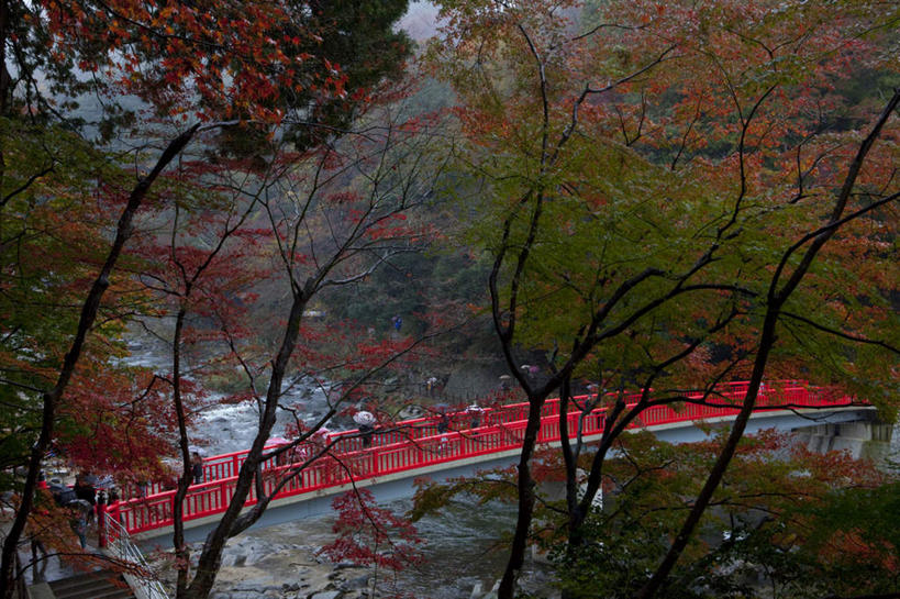 无人,栏杆,横图,俯视,室外,白天,旅游,度假,湖,湖泊,美景,秋季,水,雨,植物,暴雨,大雨,道路,路,叶子,爱知县,日本,亚洲,许多,波纹,木制,木板,湖面,景观,水流,水面,围栏,小路,桥,枯叶,落叶,木桥,交通,涟漪,娱乐,护栏,栈桥,树,树木,红色,绿色,水纹,自然,木制品,波浪,湖水,享受,休闲,景色,放松,生长,成长,人行桥,木板桥,细雨,自然风光,东亚,本州,本州岛,日本国,中部地方,水晕,爱知,叶,叶片,秋,秋天,小雨,彩图,高角度拍摄