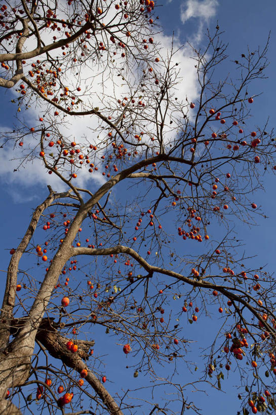 无人,竖图,室外,白天,仰视,旅游,度假,美景,植物,柿子,水果,日本,亚洲,许多,新鲜,景观,云,云朵,生食,食品,果实,柿子树,千叶县,云彩,娱乐,树,树木,食物,红色,蓝色,绿色,白云,蓝天,天空,自然,天,享受,休闲,景色,放松,有机食品,绿色食品,生长,晴朗,成长,自然风光,东亚,本州,关东地方,本州岛,日本国,千叶,晴空,彩图,低角度拍摄