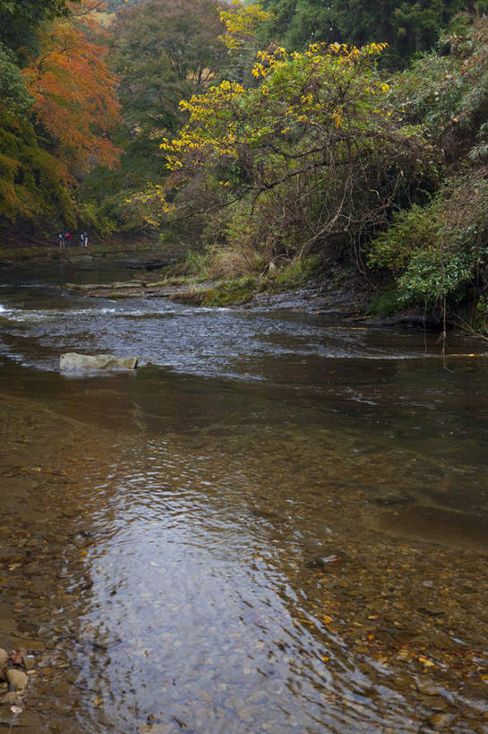 无人,竖图,俯视,室外,白天,旅游,度假,河流,美景,秋季,水,植物,日本,亚洲,波纹,湍急,河水,景观,水流,涟漪,千叶县,娱乐,树,树木,绿色,水纹,自然,波浪,享受,休闲,景色,放松,流动,生长,成长,自然风光,流淌,东亚,本州,关东地方,本州岛,日本国,水晕,千叶,秋,秋天,彩图,高角度拍摄