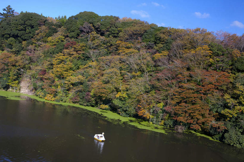 无人,横图,俯视,室外,白天,旅游,度假,湖,湖泊,美景,秋季,山,山脉,树林,水,植物,船,叶子,日本,亚洲,一艘,许多,阴影,波纹,光线,影子,湖面,景观,山峰,水流,水面,云,云朵,木船,枯叶,落叶,涟漪,山峦,千叶县,云彩,娱乐,树,树木,黄色,红色,蓝色,绿色,白色,白云,倒影,蓝天,水纹,天空,阳光,自然,交通工具,波浪,湖水,群山,天,享受,休闲,景色,放松,生长,晴朗,成长,舟,自然风光,载具,脚踏船,东亚,本州,关东地方,本州岛,日本国,水晕,千叶,叶,叶片,晴空,秋,秋天,彩图,高角度拍摄