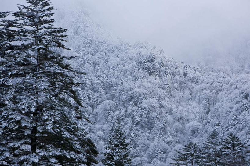 无人,横图,俯视,室外,白天,旅游,度假,美景,树林,雪,植物,大雪,日本,亚洲,许多,朦胧,模糊,积雪,景观,雪景,冬季,冬天,娱乐,树,树木,蓝色,绿色,蓝天,天空,自然,天,享受,休闲,景色,放松,寒冷,生长,晴朗,成长,自然风光,东亚,本州,万里无云,本州岛,日本国,中部地方,岐阜,岐阜县,严寒,白雪皑皑,晴空,晴空万里,彩图,高角度拍摄